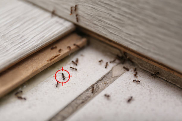 Best Ant Control Services  in Vassar, MI
