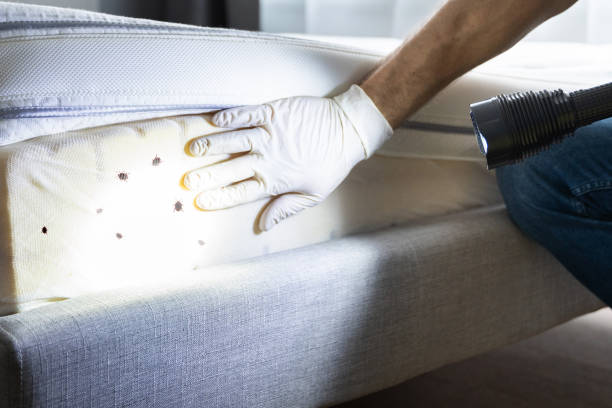 Best Wasp Removal Services  in Vassar, MI